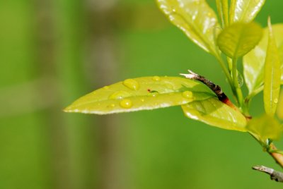 Oxydendron arboreum - kysloun stromový - list